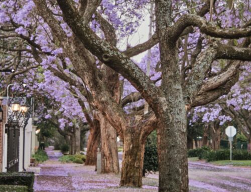 Spring Into Your Home Away from Home: The Best Time to Visit South Africa